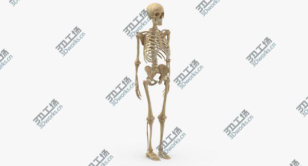 images/goods_img/20210312/Real Human Woman Skeleton Bones Anatomy 01 model/2.jpg